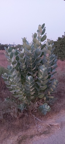 Calotropis procera