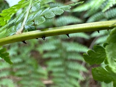 Dennstaedtia scandens