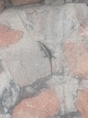 Trachylepis punctatissima