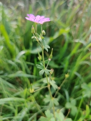 Geranium pyrenaicum