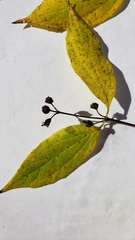 Philadelphus inodorus