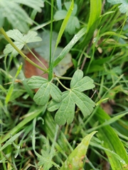 Geranium pyrenaicum