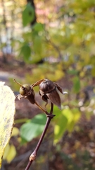 Philadelphus inodorus