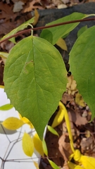 Philadelphus inodorus
