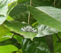 Cyclosia pieridoides