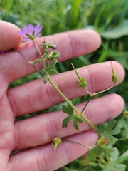 Geranium pyrenaicum