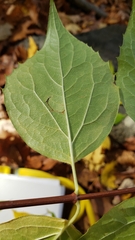 Philadelphus inodorus