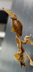 Phyllocrania paradoxa