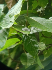 Cyclosia pieridoides