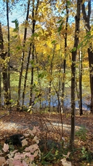 Philadelphus inodorus