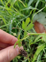 Geranium pyrenaicum