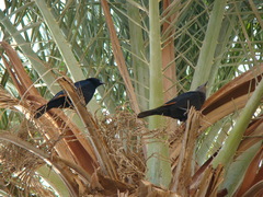 Onychognathus tristramii