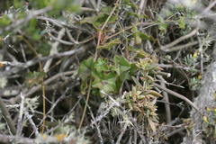 Pelargonium peltatum