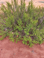 Myrothamnus flabellifolius
