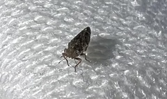 Pachypsylla celtidismamma