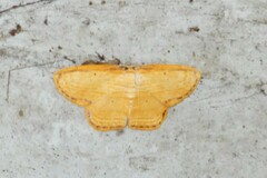 Drapetodes mitaria
