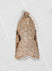 Meritastis piperata