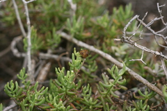 Mesembryanthemum splendens splendens