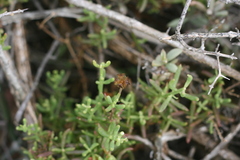 Mesembryanthemum splendens splendens