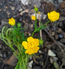 Ranunculus