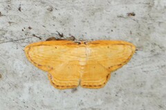 Drapetodes mitaria