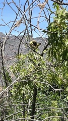 Ploceus