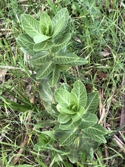 Gomphocarpus cancellatus