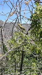 Ploceus
