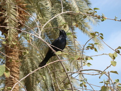 Onychognathus tristramii