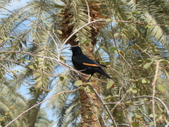 Onychognathus tristramii