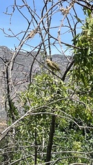 Ploceus