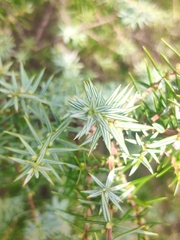 Juniperus oxycedrus