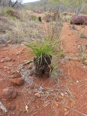 Xerophyta retinervis