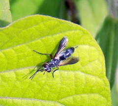 Cylindromyia propusilla