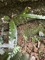 Lomariopsis spectabilis