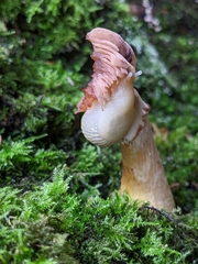 Arion intermedius