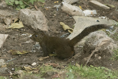 Callosciurus pygerythrus