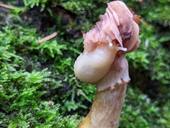 Arion intermedius