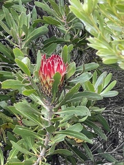 Protea obtusifolia