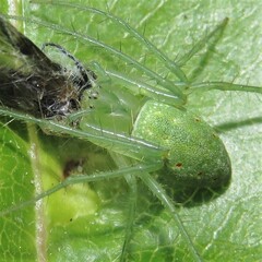 Araneus talipedatus