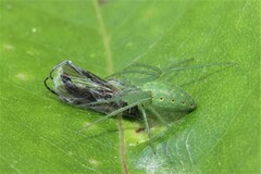 Araneus talipedatus