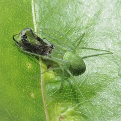 Araneus talipedatus