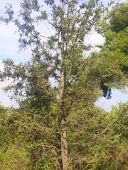 Juniperus oxycedrus
