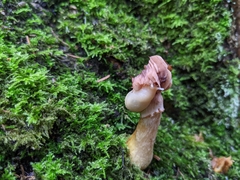 Arion intermedius