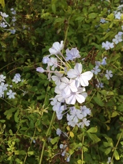 Plumbago auriculata