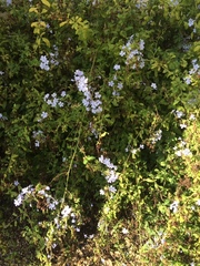 Plumbago auriculata