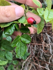 Rosa rubiginosa