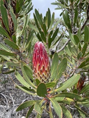 Protea obtusifolia