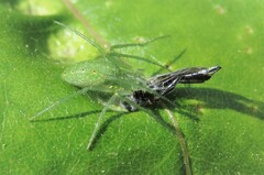 Araneus talipedatus