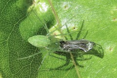 Araneus talipedatus